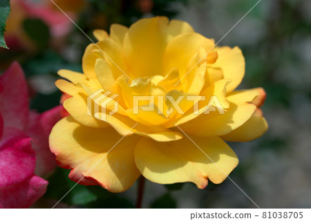 黃玫瑰 黃玫瑰 81038705