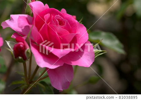 粉紅玫瑰 81038895