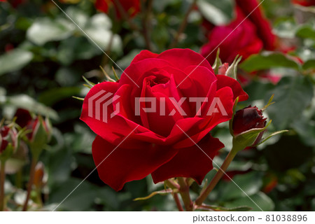 紅玫瑰 紅玫瑰 81038896