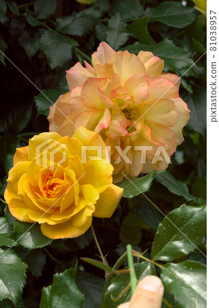 Yellow rose rose Yellow rose rose 81038957