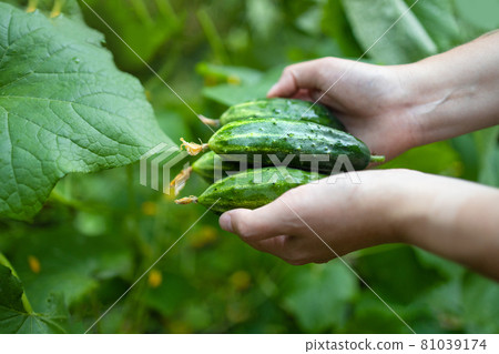 Female farmer hands with young cucumbers at farm greenhouse. Organic farming, local biofarm, sustainable food concept. Female farmer hands with young cucumbers at farm greenhouse. Organic farming, local biofarm, sustainable food concept. 81039174