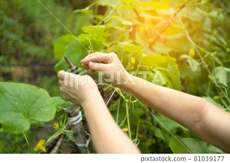 Woman hands working with plants, growing organic vegetables. Young cucumber plant in a vegetable garden Woman hands working with plants, growing organic vegetables. Young cucumber plant in a vegetable garden 81039177