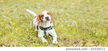 An adorable beagle puppy dog smiling to the camera on the grass in summer time An adorable beagle puppy dog smiling to the camera on the grass in summer time 81039211