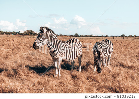 Beautiful pregnant zebra and cute baby are walking along the steppe and eating grass on a sunny day. Wild horse in the reserve 81039212