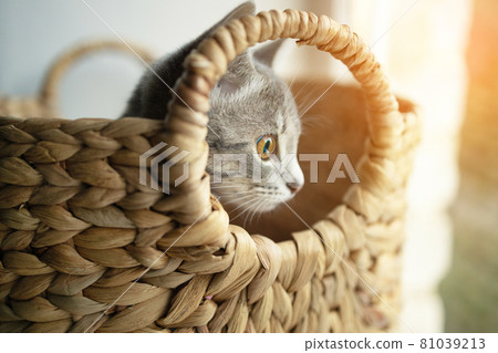 Adorable little grey kitten sitting in a wicker basket and looks out the window carefully at home 81039213