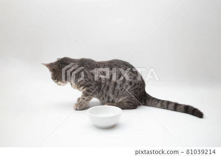 Cute grey tabby shorthair cat eating food from a bowl at home. Pets care concept. 81039214