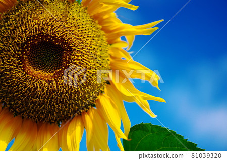 A healthy sunflower 81039320