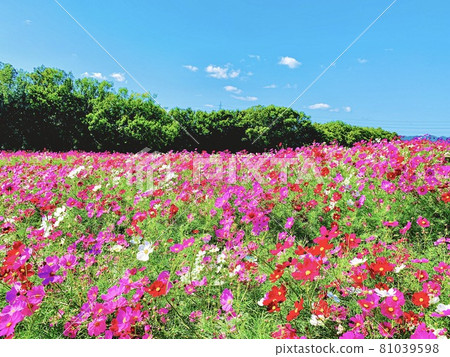 波斯菊領域和秋天天空 81039598