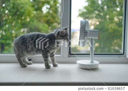 Cute fluffy cat enjoying air flow from modern portable electric fan on the windowsill on a hot summer day 81039657