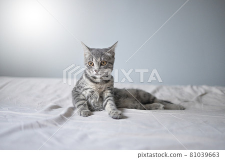 Cute grey tabby cat lying on the bed at cozy home. Adorable little pet. Empty space for text Cute grey tabby cat lying on the bed at cozy home. Adorable little pet. Empty space for text 81039663