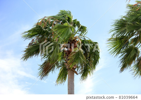Palm tree of Urayasu 81039664