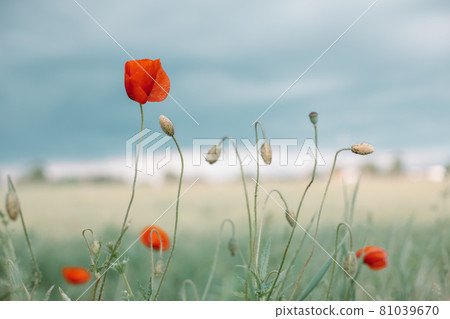 Beautiful blooming poppy flowers in field on spring day, closeup Beautiful blooming poppy flowers in field on spring day, closeup 81039670