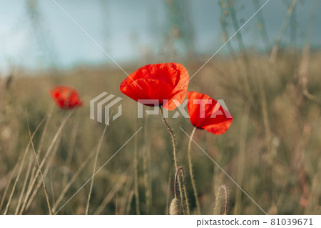 Beautiful blooming poppy flowers in field on spring day, closeup 81039671