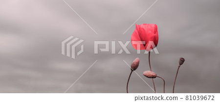 Beautiful nature background with red poppy flowers. Remembrance day, Veterans day, lest we forget. Horizontal banner 81039672