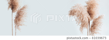 Dry pampas grass reeds on white background. Abstract natural background. New trendy home decor 81039673