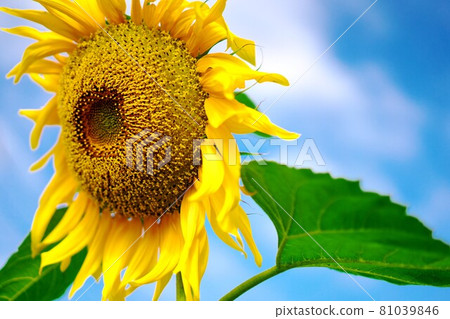 A healthy sunflower A healthy sunflower 81039846