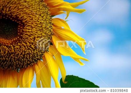 A healthy sunflower A healthy sunflower 81039848