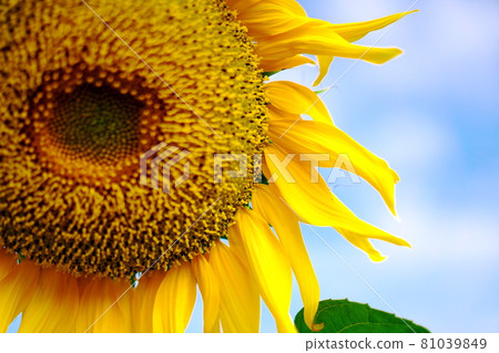 A healthy sunflower A healthy sunflower 81039849