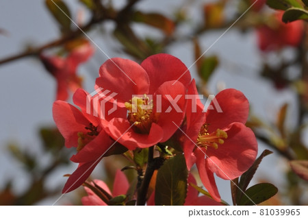 Japanese quince in bloom in a garden 81039965