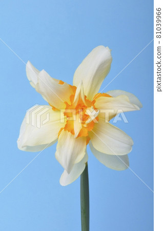 Yellow and white daffodils on blue background 81039966