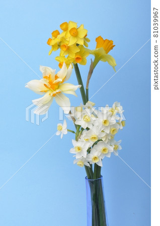 Bouquet of daffodils in a vase 81039967