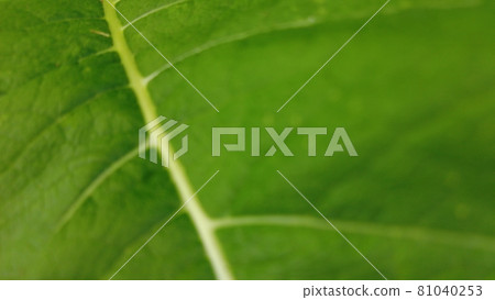Leaf background. Green Blur texture foliage. 81040253