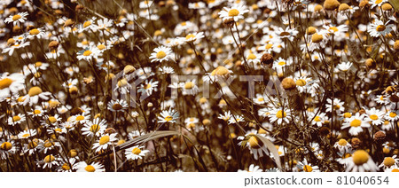 banner with medical roman Chamomile flowers Field  81040654