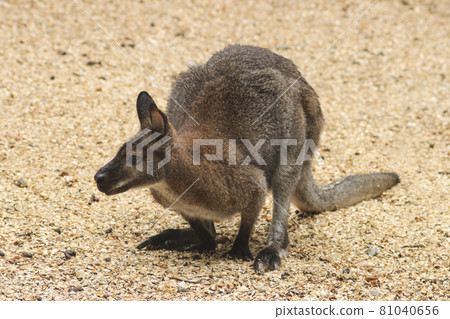 Kangaroo 81040656