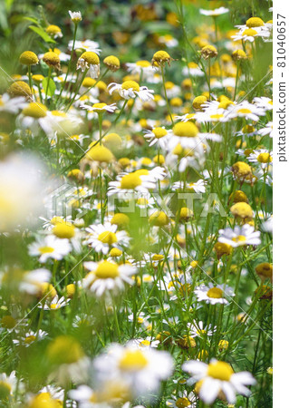 medical roman Chamomile flowers Field medical roman Chamomile flowers Field 81040657
