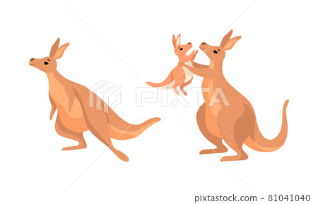 Brown Kangaroo Marsupial Animal with Powerful Hind Legs and Joey in Pouch Vector Set 81041040