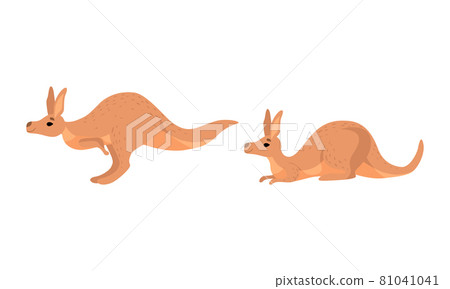 Brown Kangaroo Marsupial Animal with Powerful Hind Legs and Pouch Vector Set 81041041