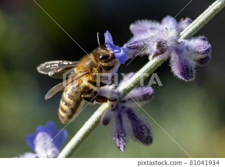 A honey bee working at garden with Lavandula angustifolia, close up. A honey bee working at garden with Lavandula angustifolia, close up. 81041934