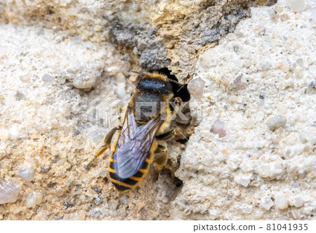 The solitary honey bee crawl to hole - entrance to her nest in wall of a old house. 81041935