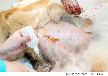 Surgical operation in a veterinary clinic. Hernia removal and sterilization of dog. Surgical operation in a veterinary clinic. Hernia removal and sterilization of dog. 81043370
