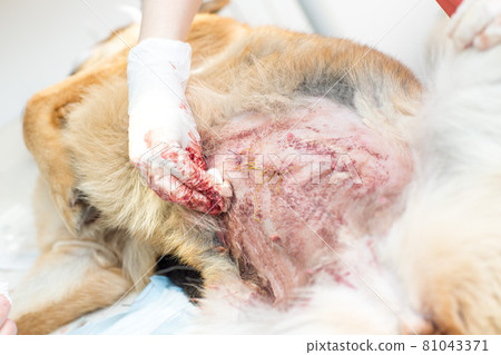 Surgical operation in a veterinary clinic. Hernia removal and sterilization of dog. Surgical operation in a veterinary clinic. Hernia removal and sterilization of dog. 81043371