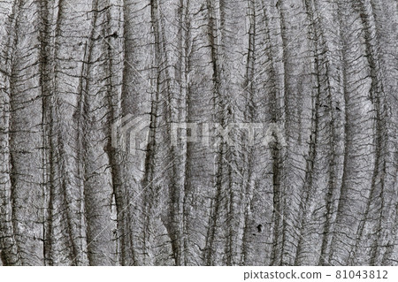 Grey wooden texture like elephant skin. Palm stem texture. 81043812