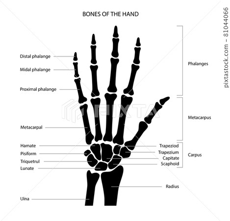 Hand bone anatomy 81044066