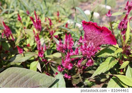 Many blooming flowers of celosia growing in garden closeup background Many blooming flowers of celosia growing in garden closeup background 81044461