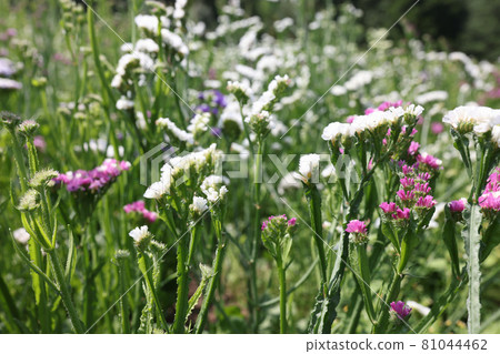Many multicolored statice flowers grow in garden closeup background 81044462
