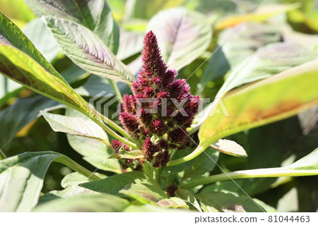 Burgundy celosia flower growing in garden closeup background Burgundy celosia flower growing in garden closeup background 81044463