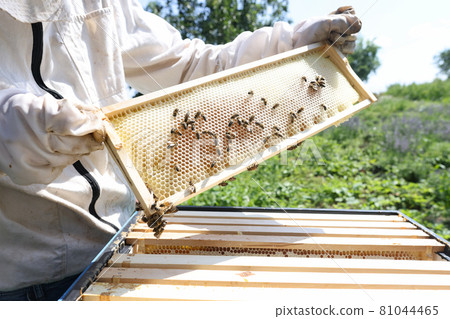 Beekeeper holding honeycomb full of bees closeup 81044465