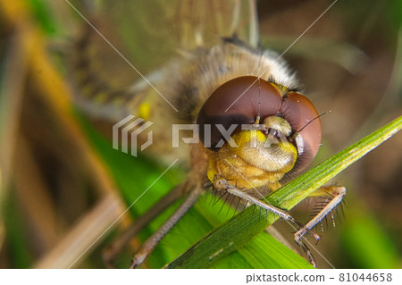 Closeup view of a dragonfly head soon after hatching 81044658