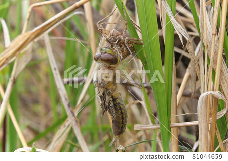 Macro view of a dragonfly emerging from a nymph Macro view of a dragonfly emerging from a nymph 81044659