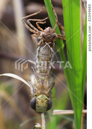 Macro view of a dragonfly hatching from a nymph 81044660