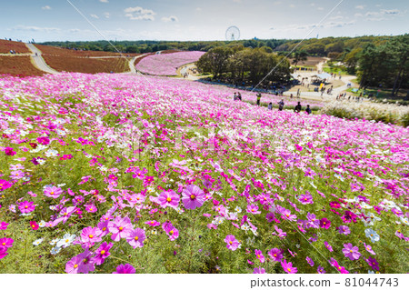 日立海濱公園宇宙 81044743