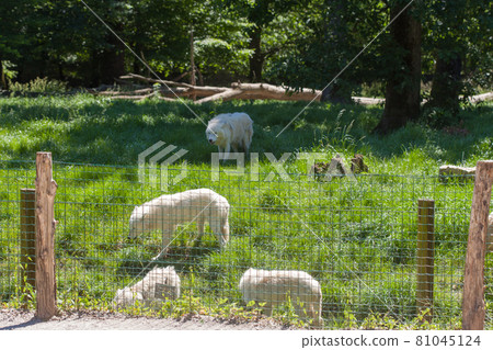 White polar wolfs, Animals parc de sainte-croix 81045124