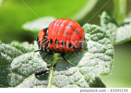 Macro of an orange potato beetle larvea Macro of an orange potato beetle larvea 81045230