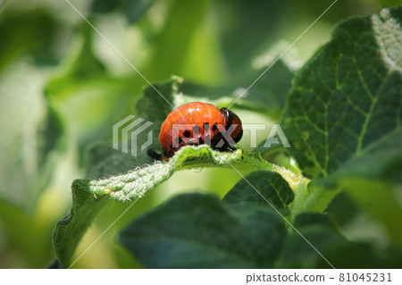 Macro of an orange potato beetle larvea Macro of an orange potato beetle larvea 81045231