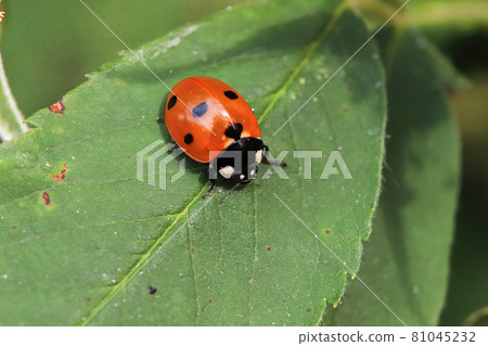 Macro of a ladybug sitting on a green leaf Macro of a ladybug sitting on a green leaf 81045232