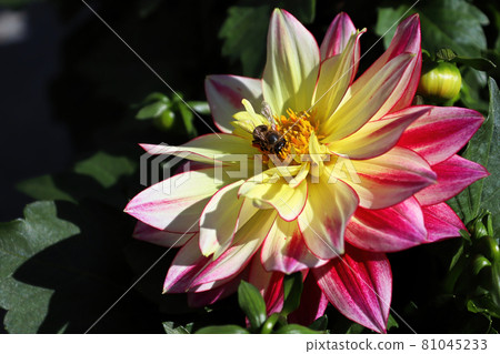 A honeybee collecting nectar from a dahlia flower 81045233